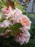 Domaine de Courson ® rose photo