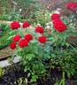 Ace of Hearts rose photo