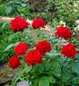 Ace of Hearts rose photo