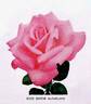Editor McFarland rose photo