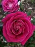 Caboose rose photo