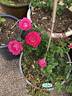 Caboose rose photo