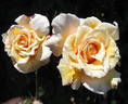 Souvenir de Madame Boullet, Cl. rose photo