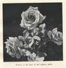 Korovo rose photo