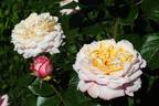 Ambrosius rose photo