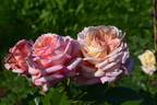 Ambrosius rose photo