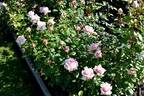 Ambrosius rose photo