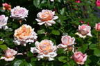 Ambrosius rose photo