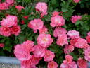 Ville de Roeulx rose photo