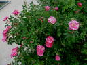 Christopher Columbus ™ rose photo