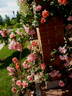 Climbing Madame Edouard Herriot rose photo