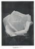 Phyllis Gold rose photo