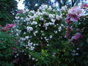 Baltimore Belle rose photo