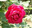 Hallmark rose photo