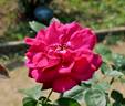 Hallmark rose photo