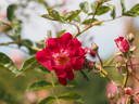 Gruss an Freundorf rose photo