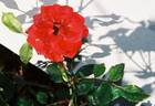 Copper Ruffles rose photo