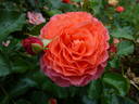 JALlove rose photo