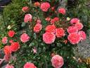 JALlove rose photo