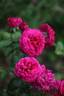 Chérie de mon coeur rose photo