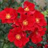 Alexander von Humboldt ® rose photo