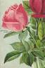 Beauty of Rosemawr rose photo