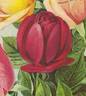 Madame Eugène E. Marlitt rose photo