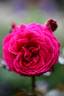 Chérie de mon coeur rose photo