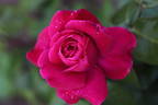 Chérie de mon coeur rose photo