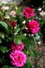 Chérie de mon coeur rose photo
