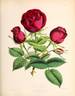 Duchess of Edinburgh rose photo