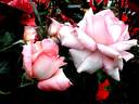 Eve Ruggieri rose photo