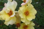 Apple Jack rose photo