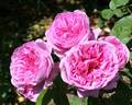 Crazy in Love rose photo
