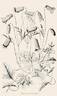 aethusifolia clematis photo