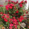 Champlain rose photo