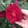 Cuthbert Grant rose photo