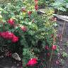 Cuthbert Grant rose photo