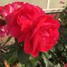 Winnipeg Parks rose photo