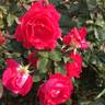 Winnipeg Parks rose photo