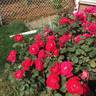 Winnipeg Parks rose photo