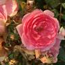 Prairie Joy rose photo