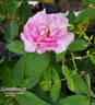 Conditorum rose photo