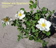 Weisse aus Sparrieshoop rose photo
