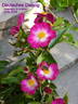Deutsches Danzig rose photo