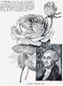 Général Washington rose photo