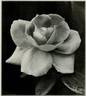 Killarney Brilliant rose photo