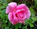 Century Two rose photo