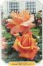ES 141-1-90 rose photo