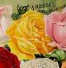Medea rose photo